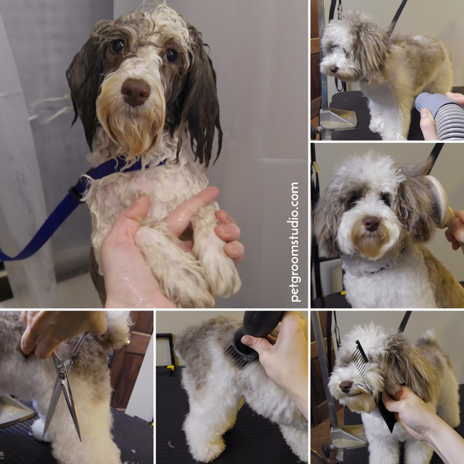 Puppy grooming